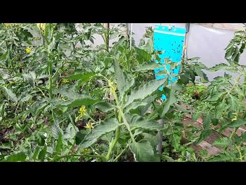 Видео: Доматите месец след засаждане