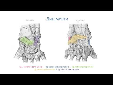 Видео: Стави на китката – Articulationes carpi (3:44) ┃teoriyata.com