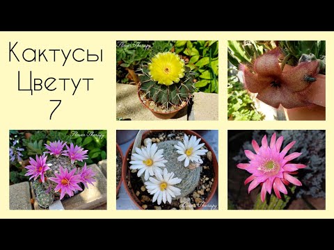 Видео: Мои Кактусы Цветут 🌵 2025