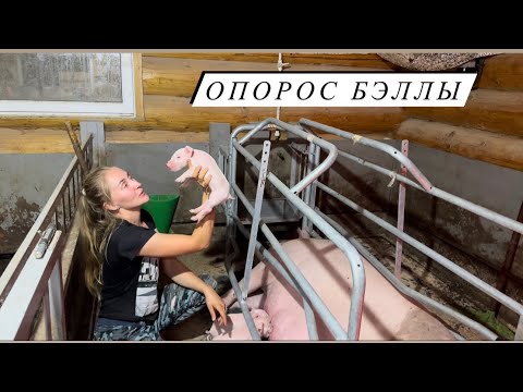 Видео: Помогаю фермеру! Копаем картошку! Принимаем опорос!