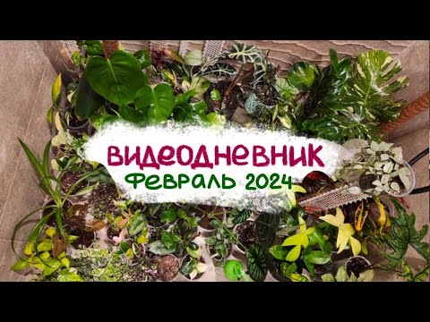 Видео: ВИДЕОДНЕВНИК цветовода | Февраль 2024 | Пересадки, распаковка, обработка, посев семян 💚