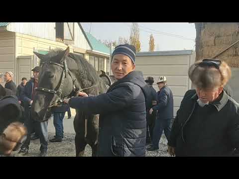 Видео: ЧЕТТЕ ЖУРГОН АЙЫЛДАШТАРДЫН СУРООСУ БОЮНЧА