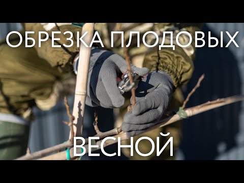 Видео: Обрезка плодовых деревьев. Весенняя обрезка яблони, сливы и груши