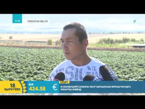 Видео: Тауға құлпынай егіп, пайда тауып жүрген Қанат Жиенбаев