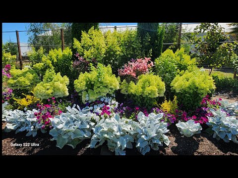 Видео: Крестовник белеющий Крылья Ангела.   [ Angel Wings ]