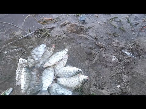 Видео: Шоликор мехнат даммба карас сазан