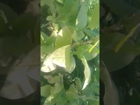 Видео: Табак останки сезонна.