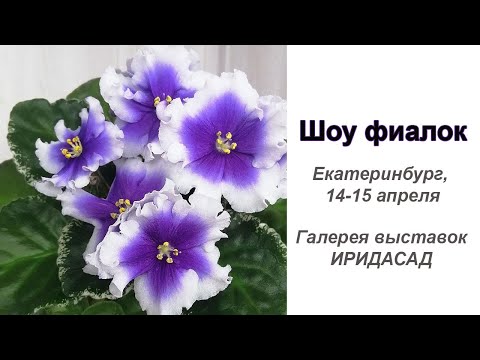 Видео: Выставка цветов,  Екатеринбург, 14-15 апреля. Часть 2 - Шоу фиалок!