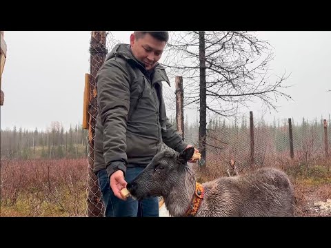 Видео: Родная Земля даёт силы | ОЛАПСЫ. Авторская программа на ханты языке