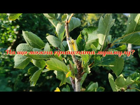 Видео: На що можна прищепити мушмулу
