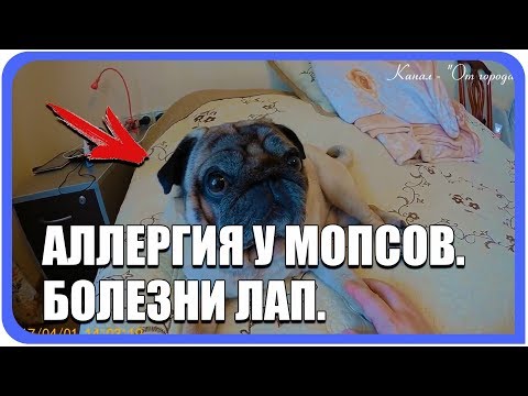 Видео: Аллергия у Мопса. Болезни лап,  ожирение, лечение, межпозвонковая грыжа, отказ лап