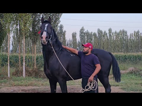 Видео: БАЙ БАЙ БУНИСИГА  НИМА ДЕЙСИЗ ОТЛАР КУРИНГ...#Otlar #Horse #Rek #New #Shortvideo