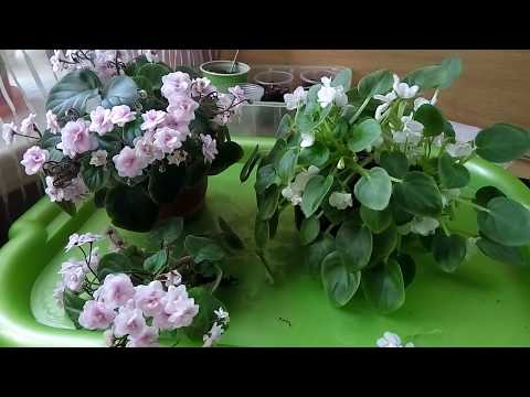Видео: Размножаем фиалки трейлеры пасынками. Таких фиалок должно быть много!)))