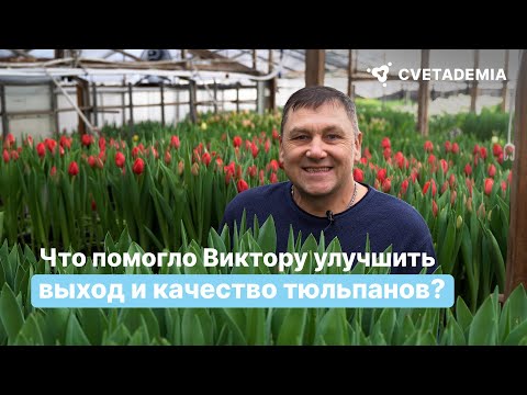 Видео: Как Виктор увеличил выход и качество выгонки тюльпанов?