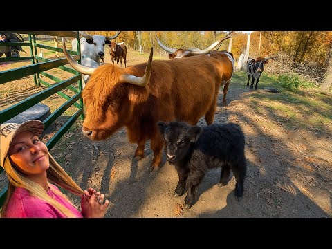 Видео: Этот теленок — единственный, кто радует нас БОЛЬШЕ ВСЕГО на ферме!