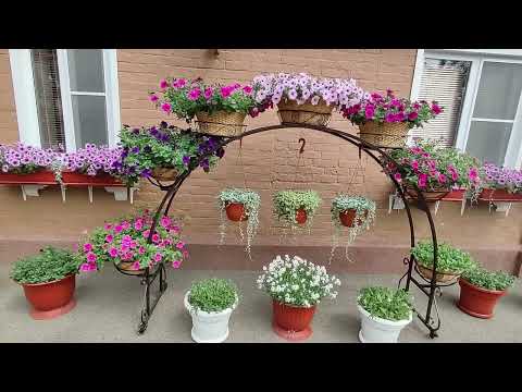 Видео: Арка для ампельных петуний. Где купила. Цена. Размеры. Мой новый проект.