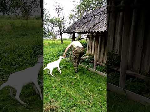 Видео: Забой козлика