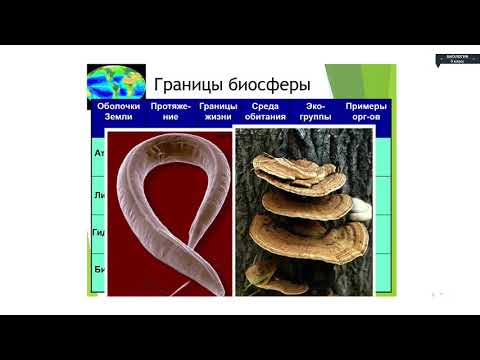 Видео: Биология - 9 класс - Биосфера