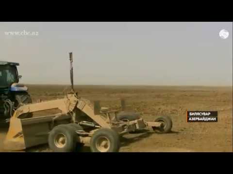 Видео: В Билясуварском районе наряду с производством чая растут масштабы и выращивания риса