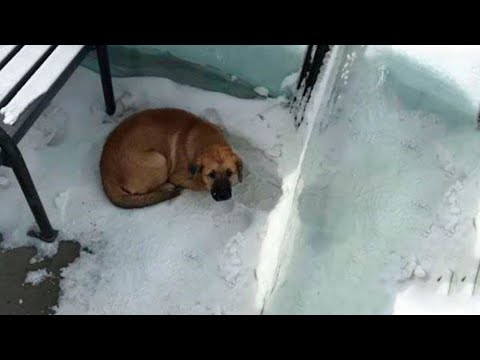 Видео: Окоченевший пёс лежал на остановке, дожидаясь автобуса. Никто не знал, что вскоре он сотворит нечто