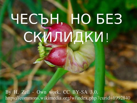 Видео: Садене на чесън, но не от скилидки, а от цветчета!