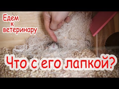 Видео: Лапа не сломана, но