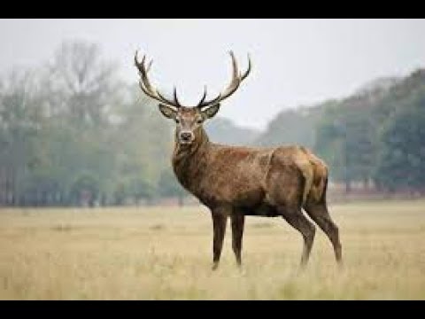 Видео: Оленина тушёное в казане