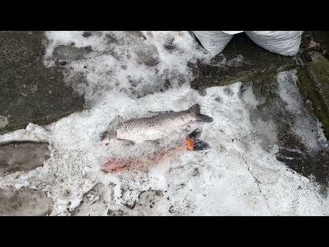 Видео: ЗИМОВКА КАРП КОИ🥶 СПАСАЕМ КАРП КОИ😱 СДЕЛАЛ БАССЕЙН🛠️ ЕСТЬ ПОТЕРИ😔