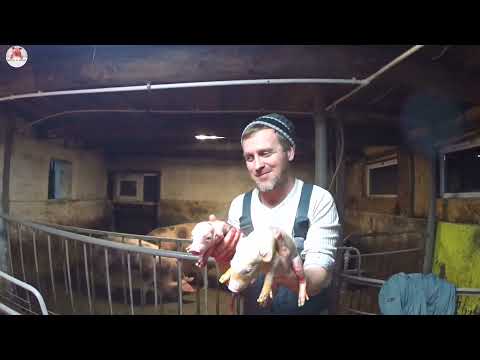 Видео: Первый опорос в опоросном станке свиноматки породы пьетрен /макстер