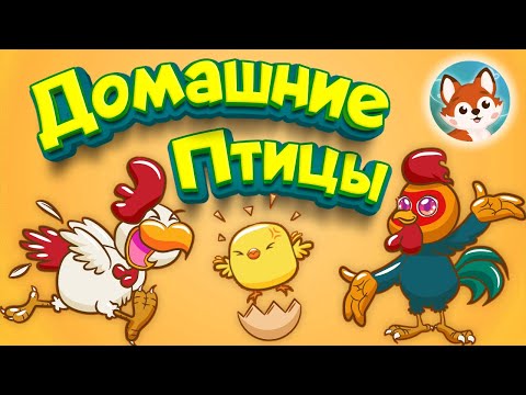 Видео: 🐔 Домашние птицы для детей. 🦃 Видео и викторина с картинками для развития ребенка 🐓.