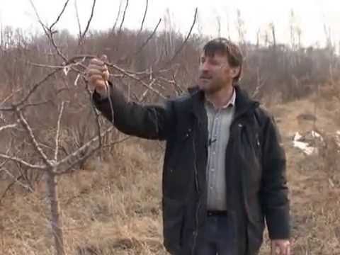 Видео: Зеленый сад фильм Прививки плодовых деревьев в крону. Михаил Заварухин. 2009 год.