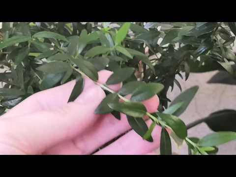 Видео: Миртовое Дерево.Мирт черенкование.