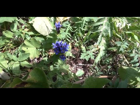 Видео: ГОРЕЧАВКА ЛЕГОЧНАЯ || Польза качество применение