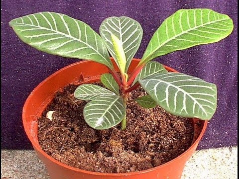 Видео: МОЛОЧАЙ БЕЛОЖИЛЬЧАТЫЙ. Правила содержания в домашних условиях, размножение