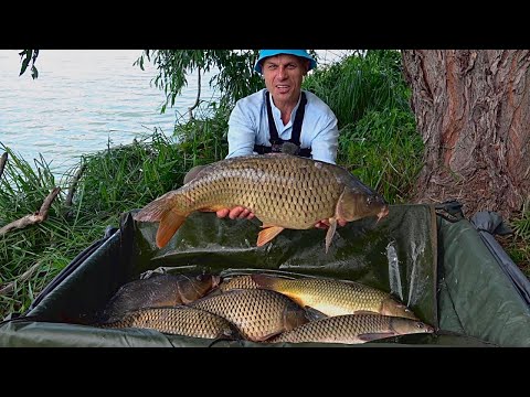 Видео: Оце так замішав прикормку! Трофейні коропи ловляться що дурні! Здаю водойму де риби кишить!