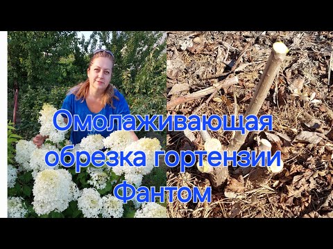 Видео: Срезала гортензию на пень.Что будет?