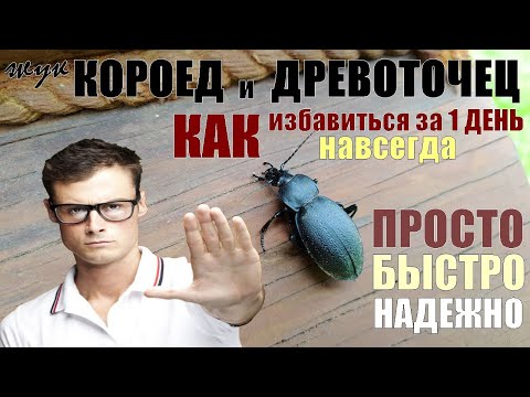 Видео: КОРОЕД и ДРЕВОТОЧЕЦ точит сруб? Как избавиться от жука ДРЕВОТОЧЦА и личинок КОРОЕДА навсегда за день