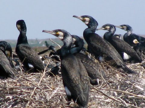Видео: Как живут бакланы.