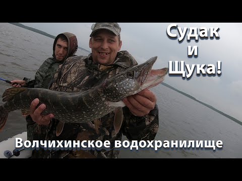 Видео: Судак и Щука! Волчихинское водохранилище. 18.06.2022