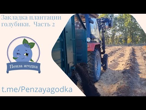 Видео: Закладка плантации голубики.  Часть 2