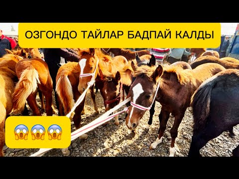 Видео: ОЗГОН ТАЙ БАЗАР 14.09.25.🤯🤯🤯ЛАЙКТАН БАСА КЕТИНИЗ👍#памиртв #атбазар #озгон 