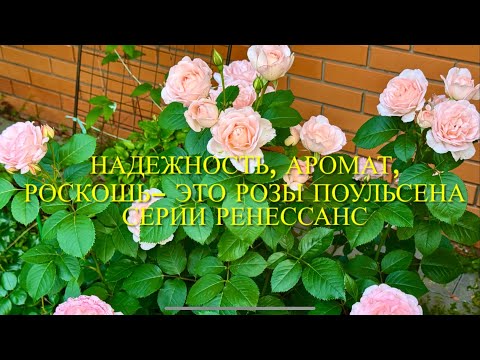 Видео: Розы Поульсена серии Ренессанс - красота, изящность и надежность. Любимые шрабы  моего сада .🌹🌹🌹
