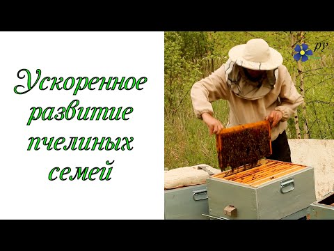 Видео: Ускоренное развитие пчелиных семей