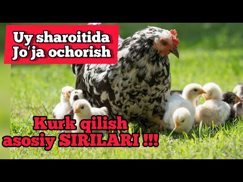 Видео: ТОВУКНИ КУРК КИЛИН !!! УЙ ШАРОИТИДА ЖУЖА ОЧИРИШ