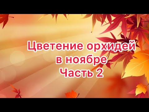 Видео: Цветение орхидей в ноябре ! Часть 2