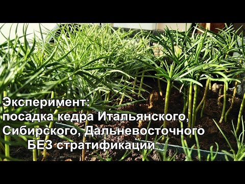 Видео: Сажаем кедр без стратификации.