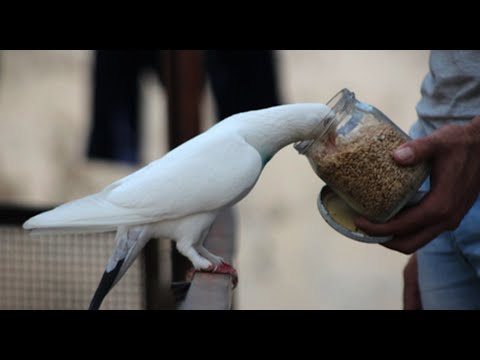Видео: Немного о кормлении голубей, режиме, рационе и тд..