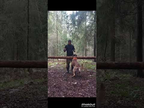 Видео: Сборка площадки для тренировок в лесу.