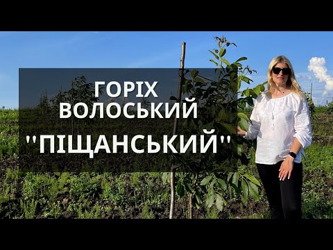 Видео: Волоський горіх - сорт Піщанський