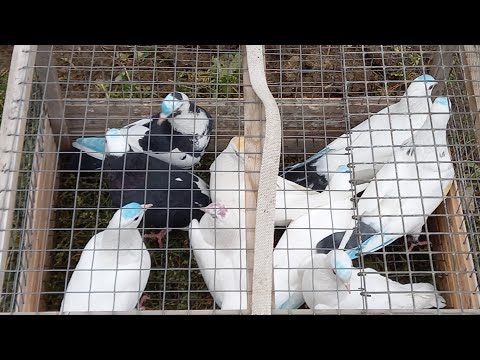 Видео: #Pigeons.Проверка новых голубей.